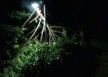 Reportan usuarios sin luz y caída de árboles por temporal en La Araucanía, Los Ríos y Los Lagos