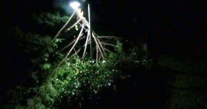 Reportan usuarios sin luz y caída de árboles por temporal en La Araucanía, Los Ríos y Los Lagos