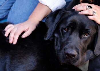 Presentan proyecto que tipifica como delito faenamiento de mascotas para consumo humano