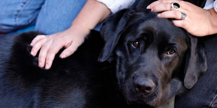 Presentan proyecto que tipifica como delito faenamiento de mascotas para consumo humano