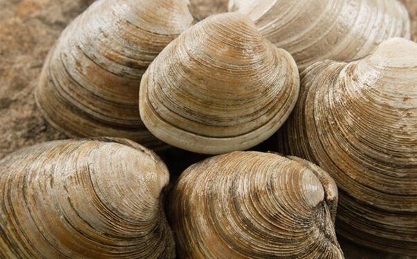 Marea roja: Monitorean llegada de almejas contaminadas a región de Los Ríos y Los Lagos