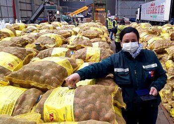 Región de Los Lagos da inicio a temporada de exportación de semilla de papa certificada 