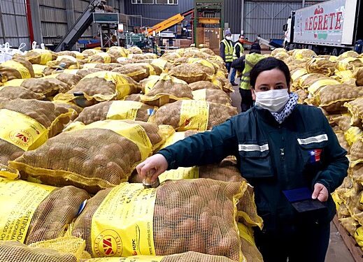 Región de Los Lagos da inicio a temporada de exportación de semilla de papa certificada 