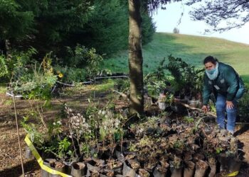 SAG Los Lagos llama a registrar viveros y depósitos de plantas