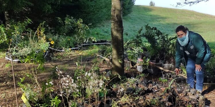 SAG Los Lagos llama a registrar viveros y depósitos de plantas