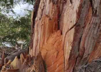 Tras críticas, municipio de Osorno afirma que remoción de árbol en el centro fue en resguardo de la comunidad 