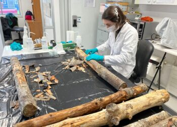 SAG produce en Osorno micro avispa para control biológico de plaga forestal 