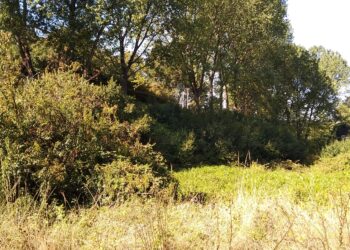 Presentan nuevo humedal en sector Rahue Alto de Osorno