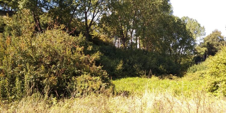 Presentan nuevo humedal en sector Rahue Alto de Osorno