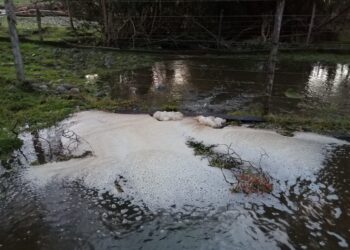 Agrupación medioambientalista acusa contaminación de estero Los Castaños en Puyehue