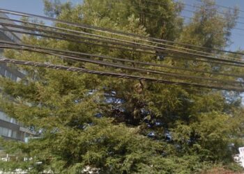 Tala de árbol en centro de Osorno ha generado diversas críticas 