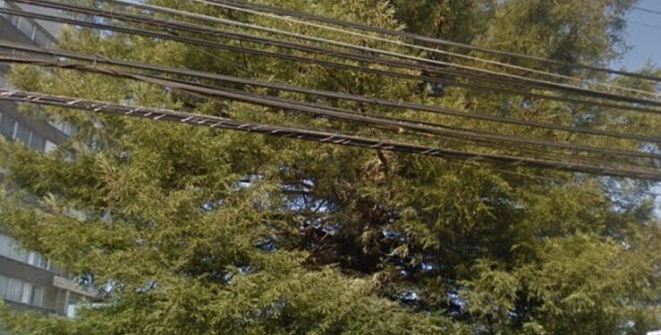 Tala de árbol en centro de Osorno ha generado diversas críticas