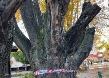 Removerán y repondrán cuatro árboles en plaza de Armas de Osorno