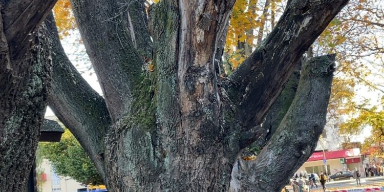 Removerán y repondrán cuatro árboles en plaza de Armas de Osorno