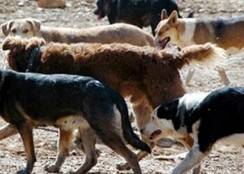 Ataques de perros asilvestrados en la provincia continúan generando preocupación