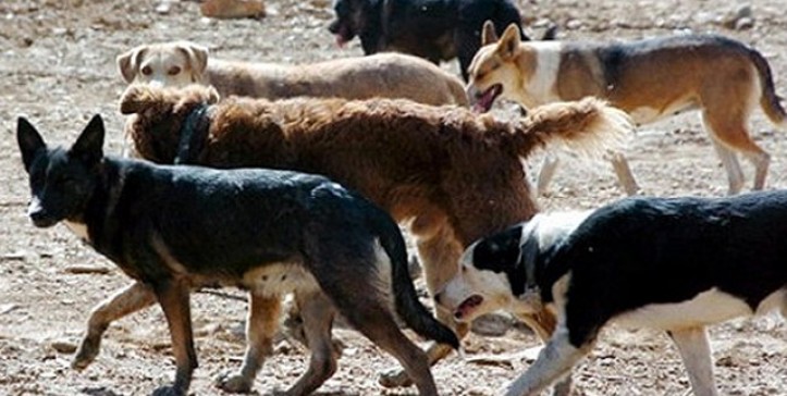 Ataques de perros asilvestrados en la provincia continúan generando preocupación