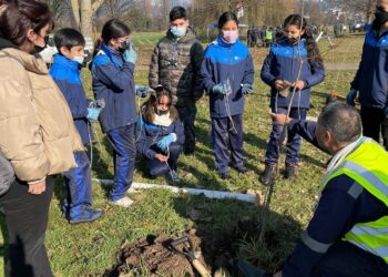 Con plantación de 150 árboles dan inicio a plan de reforestación en Osorno 
