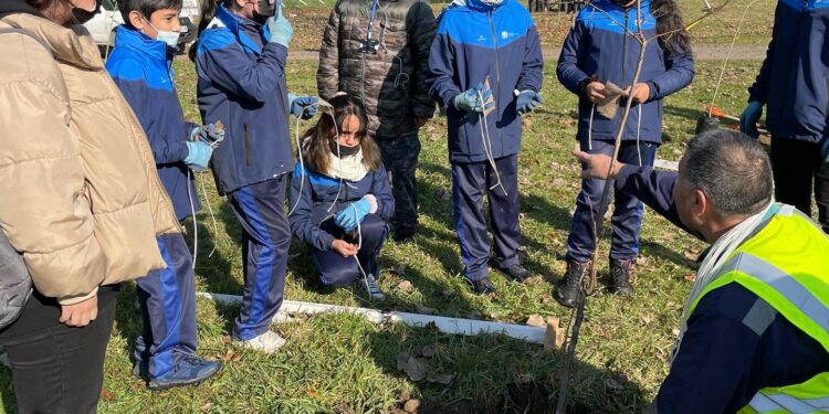 Con plantación de 150 árboles dan inicio a plan de reforestación en Osorno