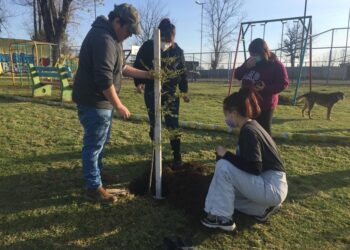 Realizan trabajos de plantación de árboles y hermoseamiento de áreas verdes en Osorno 
