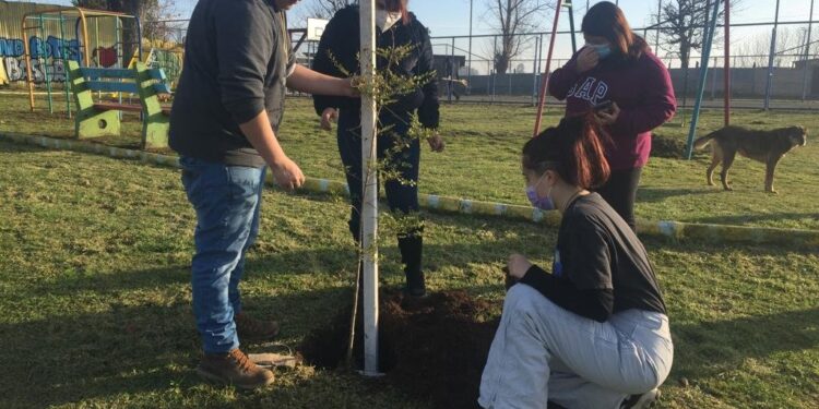 Realizan trabajos de plantación de árboles y hermoseamiento de áreas verdes en Osorno 