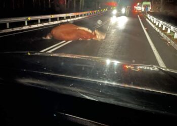 Camioneta de patrullaje de Carabineros colisionó contra vacuno en ruta U-400 al mar