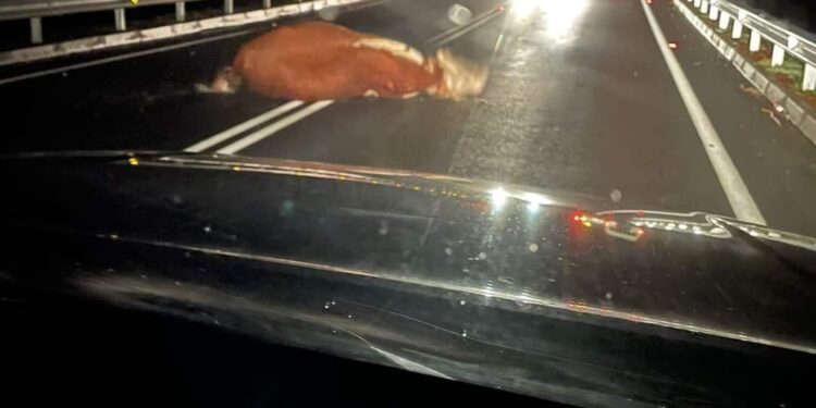 Camioneta de patrullaje de Carabineros colisionó contra vacuno en ruta U-400 al mar