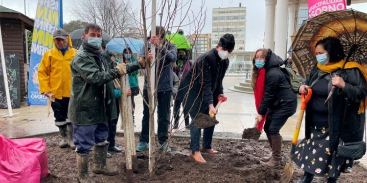 Osorno: Tras remoción de árboles en plaza de Armas, municipio plantó 4 ejemplares nuevos