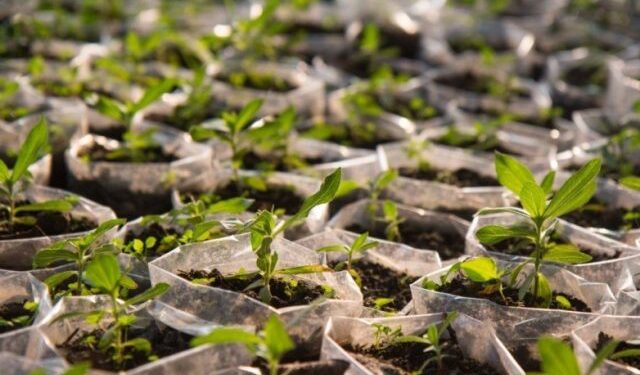Estudiantes plantaron 200 nuevas especies arbóreas en Osorno