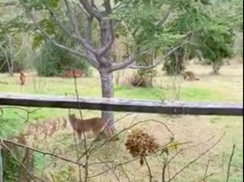 Video captó grupo de pumas en San Juan de la Costa&nbsp;&nbsp;