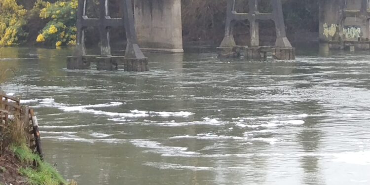 Red Ambiental de Osorno denunció presencia de manchas en en río Rahue