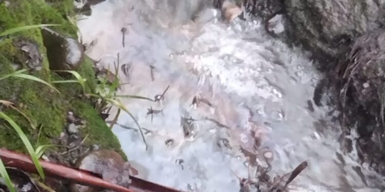 Denuncian nuevo caso de contaminación en rio Rahue de Osorno