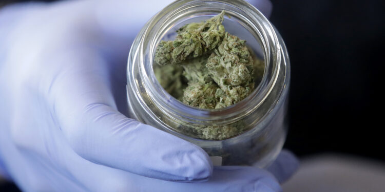 Comisión del Senado aprueba uso de hasta cinco plantas de marihuana para consumo personal