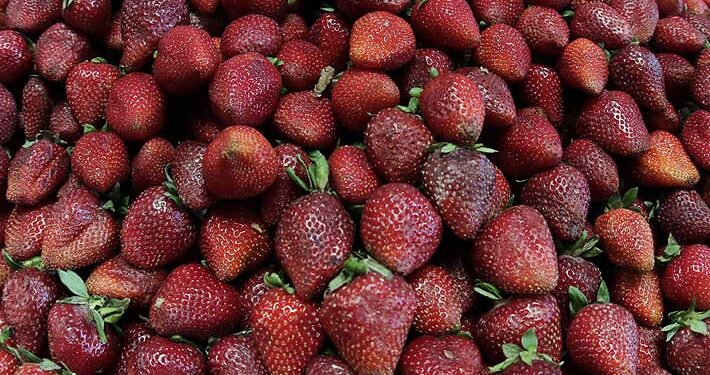 Ministerio de Agricultura declara emergencia por plaga en plantaciones de frutillas