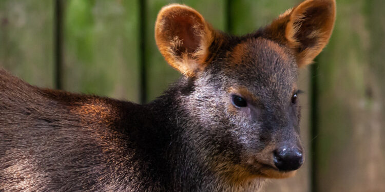 Investigan muerte de pudú en Dalcahue: ataque apunta a una mujer