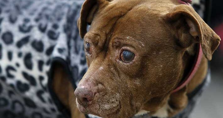 Adulto mayor está en riesgo vital tras ser atacado por perros pitbull en La Unión