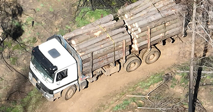 Dejan en prisión preventiva a dos nuevos imputados por robo de madera en La Araucanía