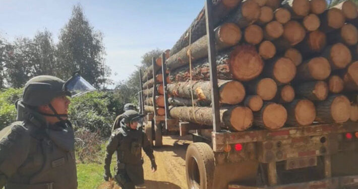 Fiscalía informa 25 detenidos en primer mes de vigencia de ley por robo de madera