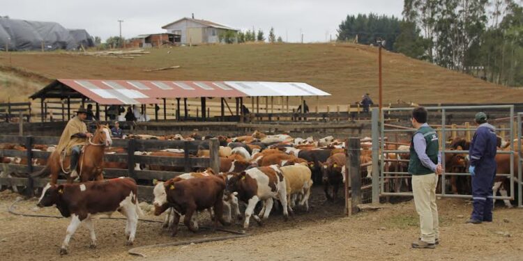 SAG Los Lagos recuerda declarar animales existentes en predios