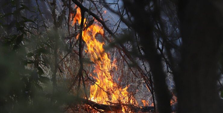 Onemi reporta 5 incendios forestales en combate: 3 están en la Región Metropolitana