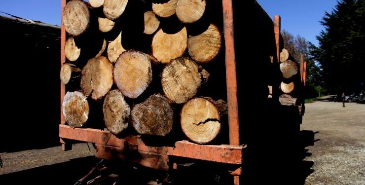Comisión investigadora no pudo establecer el robo de madera con causa mapuche