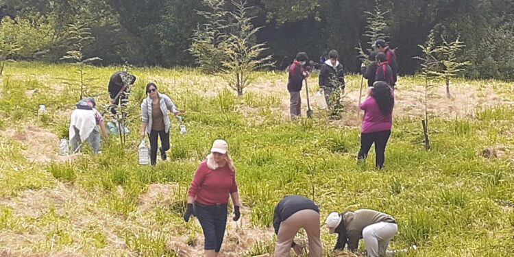Intervención ambiental en Osorno limpió y regó árboles nativos en parque Chuyaca&nbsp;
