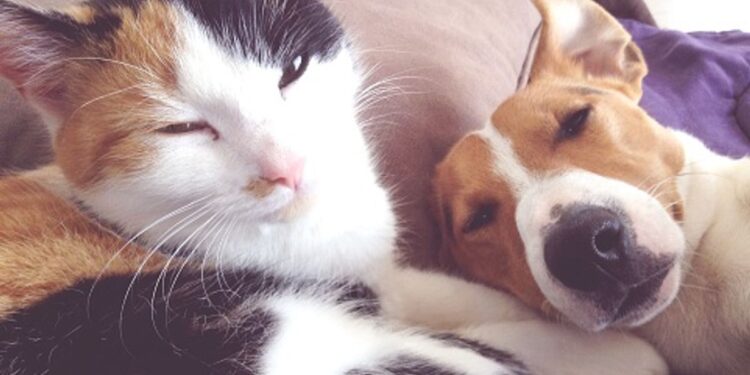 Colegio en Osorno realizará operativo de vacunación de perros y gatos
