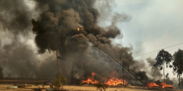 Incendios forestales en Chile han consumido más de cuatro mil hectáreas