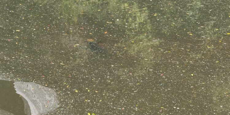 Comunidad de Chifín Alto en Río Negro acusan contaminación del río