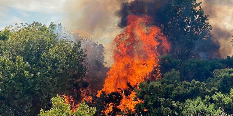 Puerto Montt: denuncian ante fiscalía intencionalidad en incendios forestales