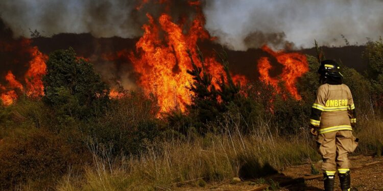 Incendios forestales: 2.000 hectáreas han sido afectadas en Cauquenes