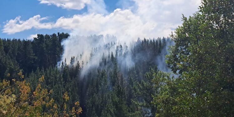 Declaran Alerta Roja en San Pablo por incendio forestal en sector Los Juncos