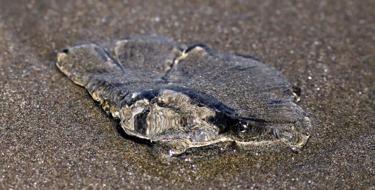 Decretan prohibición de baño en 6 playas del país por Fragata Portuguesa