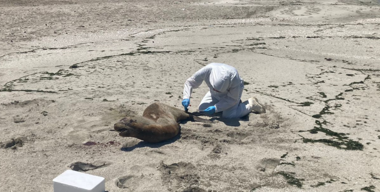Influenza Aviar: Sernapesca confirmó el segundo caso en un lobo marino