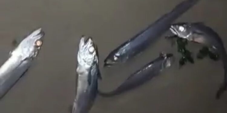 Cerca de 70 peces fueron encontrados muertos en caleta de Pucatrihue